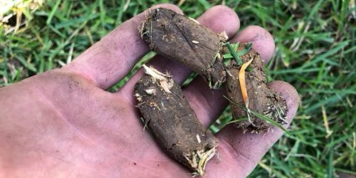Lawn Aeration & Overseeding