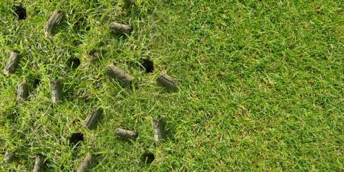 Lawn Aeration & Overseeding, Lawn Maintenance